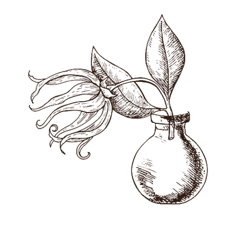 β-カリオフィレン