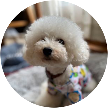 犬(凪) 3歳 男の子