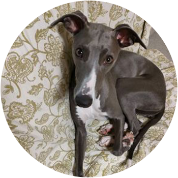 犬(すず) 11ヵ月 女の子