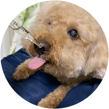 ハニ 11歳 女の子