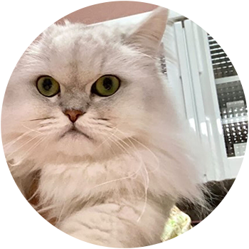 猫（きーちゃん）5歳 女の子