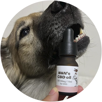 犬(もか) 4歳 男の子