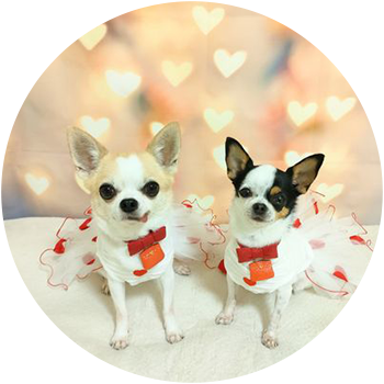 犬(ランレイ) 5歳/4歳 女の子